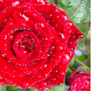 Meet your Posher, Rose